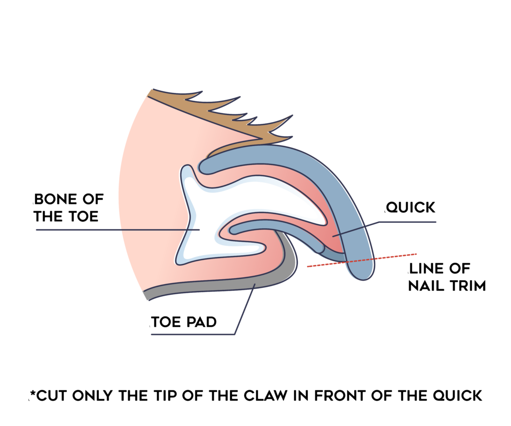 DOG NAIL TRIMMING QUICK BASICS // what & where is the 