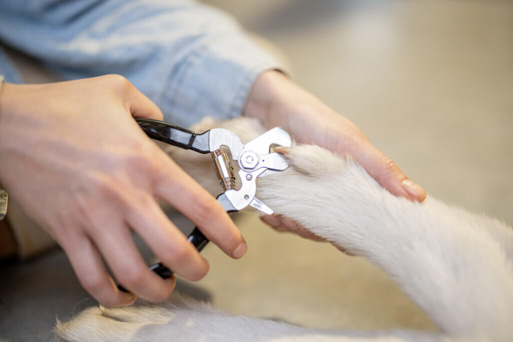 How to Trim Your Dog's Nails – Dogswell