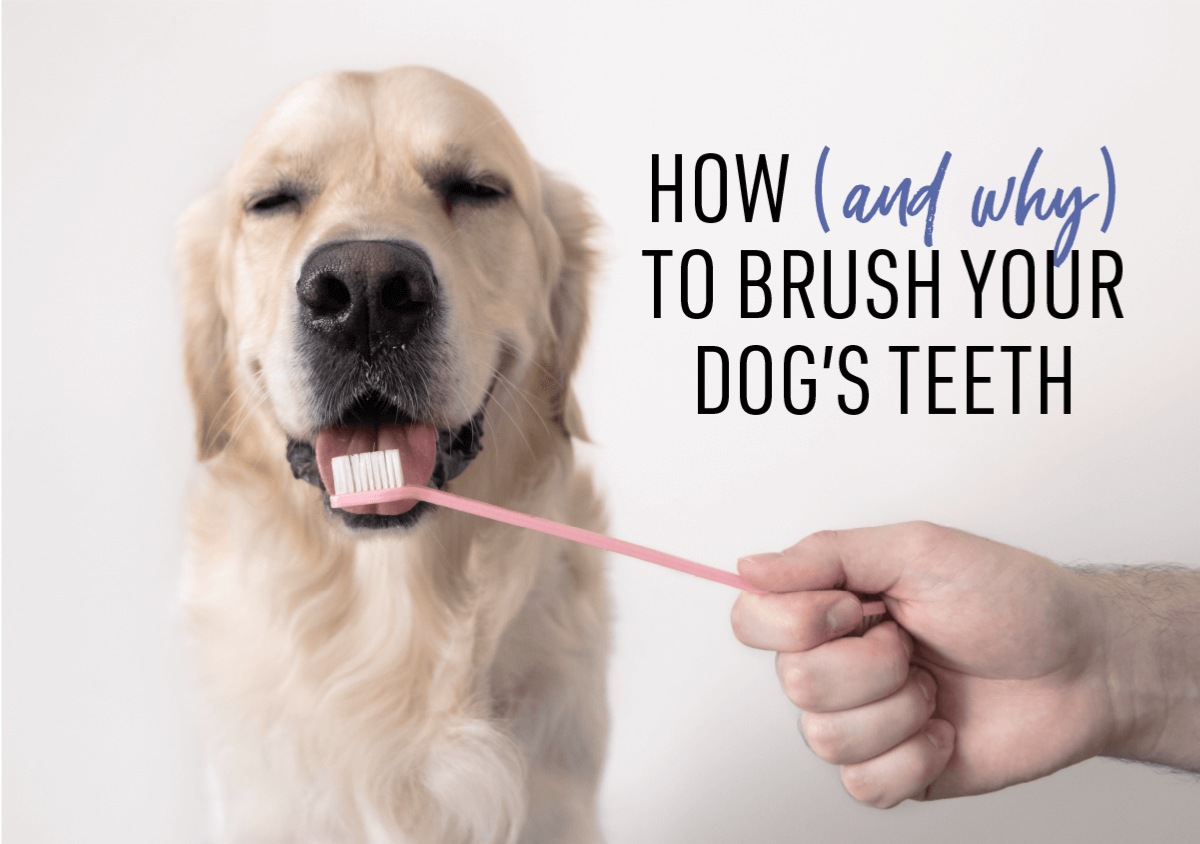 How (& Why) to Brush Your Dog’s Teeth Dogswell