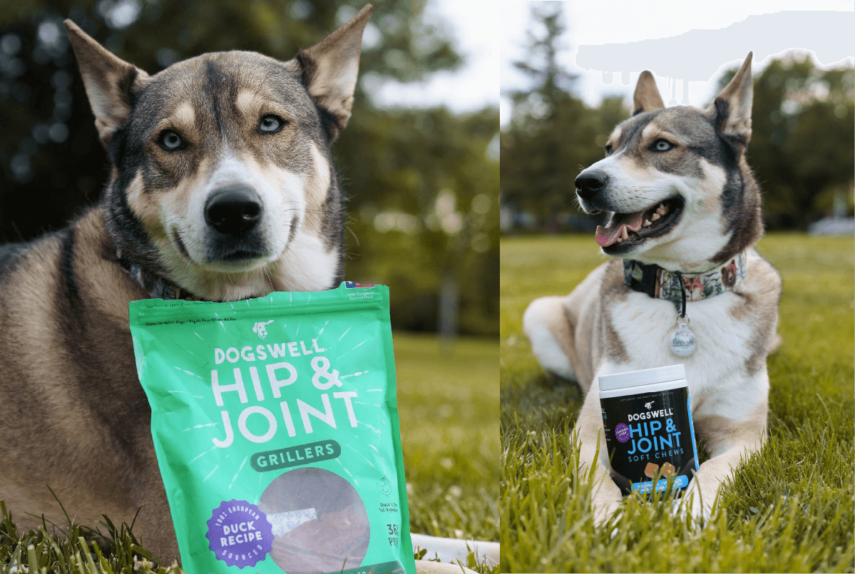 Picture of Guide to Hip & Joint Support for Dogs – Dogswell